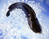 A catfish on ice