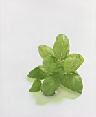 Basil leaves with drops of water