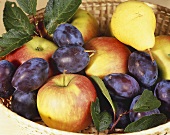 Basket full of apples, plums and pears