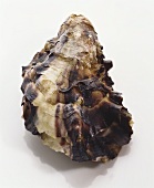 An oyster