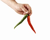 Hand hält Peperoni (Chilischoten)