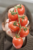 Girl holding tomatoes on the vine