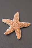 A starfish on brown (coloured background)