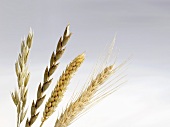 Ears of oat, spelt, wheat and barley