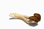 Yanaki mushrooms