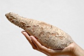Hand holding a cassava root