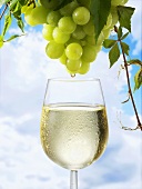 Weißwein tropft von Weintrauben in ein Weinglas