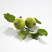 Two green apples on small branch
