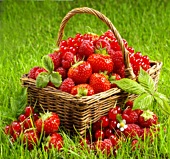 Fresh berries in a basket
