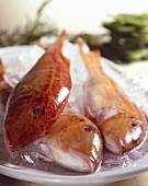 Red mullet on ice