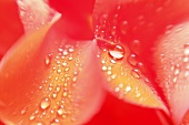 Rosenblätter mit Wassertropfen (Nahaufnahme)