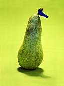 Pear with blue leaf