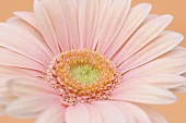 A salmon-pink gerbera