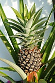 Pineapple plant with pineapple