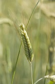 Ear of barley in the field