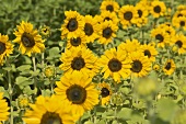 Viele Sonnenblumen auf dem Feld