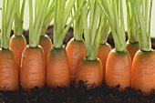 Carrots in soil