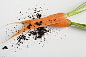 Two carrots with soil