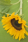 A sunflower against a green background