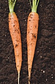 Zwei Karotten auf Erde