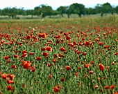 Poppies in a field