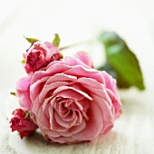 Pink rose with buds
