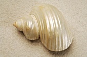 Snail shell in sand