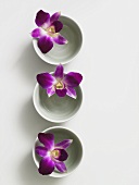 Porzellanschälchen mit Orchideenblüten