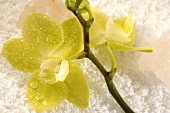 Orchid with salt crystals