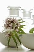 Valerian (Valeriana officinalis L.)