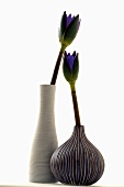 Two blue lotus blossoms in vases