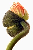 A poppy