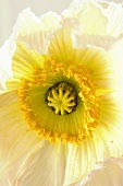 Eine weiße Mohnblume (Close Up)
