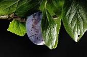 A damson on the branch