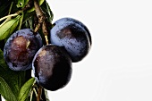 Damsons on the branch