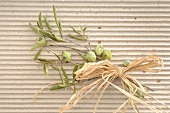 Dried olive twigs with bow