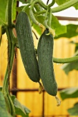 Two cucumbers on the plant