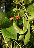 Runner beans and flowers on the plant