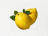Two lemons with leaves