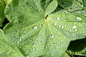 Lady's mantle leaves with drops of water