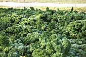 Kale in the field