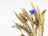 Ears of wheat with cornflowers