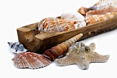 Maritime decoration (starfish and seashells)