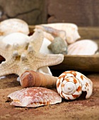 Maritime decoration (starfish and seashells)