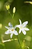 Spider plant (anthericum)