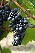 Pinot noir grapes on a vine