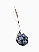 A spoonful of blueberries