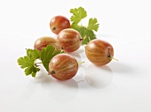 Gooseberries