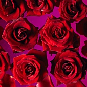 Rote Rosen auf pinkfarbenem Untergrund