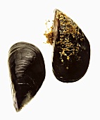 Two mussels